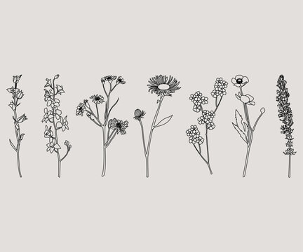 Disegno stilizzato di pianta. Schizzo fiore minimal, tratto linee. Catalogo botanica