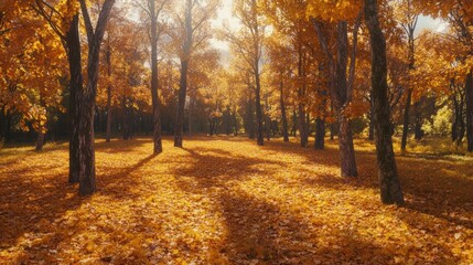 Fototapeta premium Aerial view of a vibrant autumn forest with golden leaves and soft sunlight.