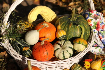 pumpkins and gourds