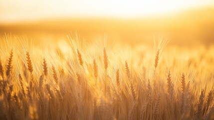 Fototapeta premium Golden wheat field swaying gently under the warm glow of the setting sun during late summer in a rural landscape