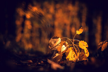 Autumn leaves in the forest at evening. Selective focus.