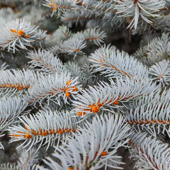 Picea sibirica var. glauca, spruce branches