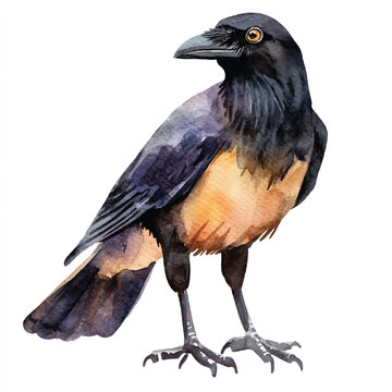 recommend clip art: cute Crow watercolor clipart illustration isolated