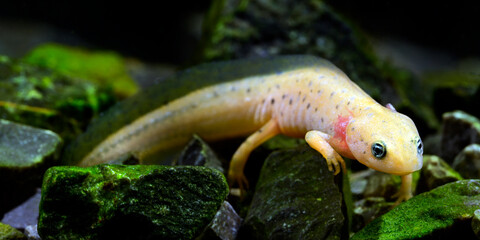Leucistic & neotenic larva of the Alpine newt (Ichthyosaura alpestris) // neotene, leuzistische...