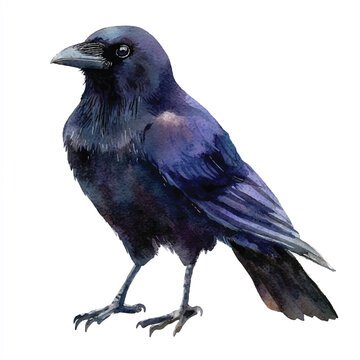 recommend clip art: cute Crow watercolor clipart illustration isolated