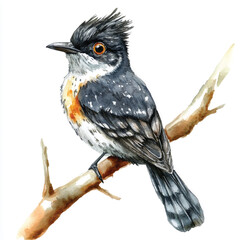 cute Cuckoo watercolor clipart illustration isolated