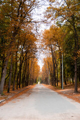 Obraz premium A stunning autumn road covered in golden leaves, surrounded by tall trees with vibrant orange and green foliage. The peaceful path stretches into the distance, creating a serene and picturesque atmosp