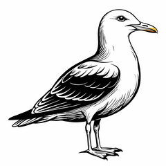 Seagull Black Vector silhouette