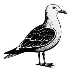 Seagull Black Vector silhouette