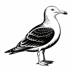 Seagull Black Vector silhouette