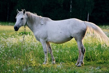 white horse in the field