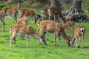 herd of deer in grass