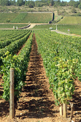 Vineyard in Burgundy France