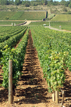Vineyard in Burgundy France