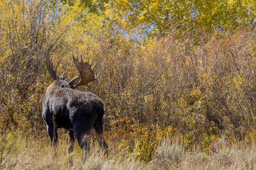 Bull Moose in the Rut in Wyoming in Autumn
