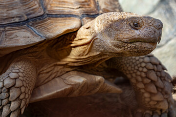 Tortoise close up side view.