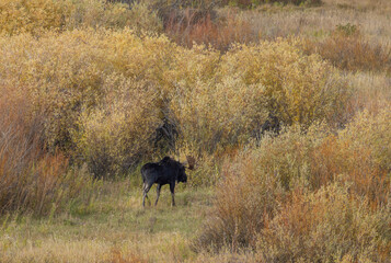 Bull Moose in the Rut in Wyoming in Autumn