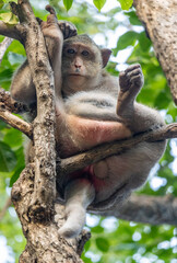 A macaque sits in the branches of a tree and observes the surroundings, Thailand