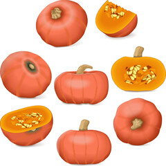 Clip art. Sunshine kabocha squash. Winter squash. Cucurbita maxima. Fruits and vegetables. Isolated vector illustration.