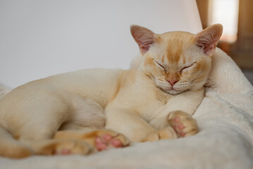 Adorable red Burmese kitten sleeping or resting sweetly