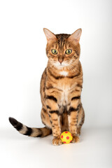 Bengal cat with a small ball on a white studio background.