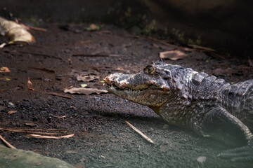 Caimán de anteojos, Costa Rica