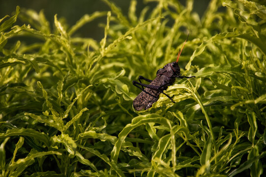 Saltamonte p&uacute;rpura, La Fortuna, Costa Rica