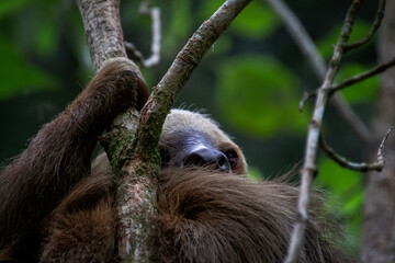 Perezoso de dos dedos, Monteverde, Costa Rica