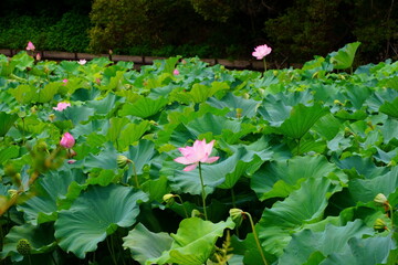 Nelumbo is a genus of aquatic plants with large, showy flowers