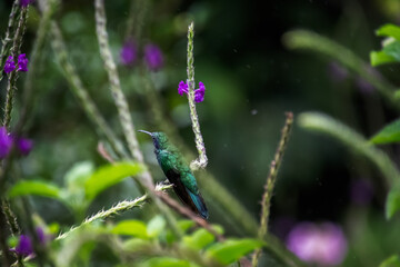 Colibrí oreja violeta menor, Monteverde, Costa Rica