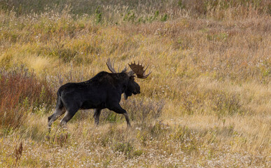 Bull Moose in the Rut in Wyoming in Autumn