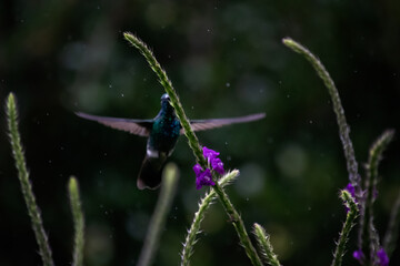 Colibrí oreja violeta menor, Monteverde, Costa Rica