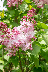 Lilac flowers blooming branch. Garden spring plant, Nature