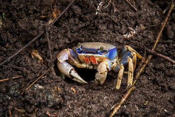 Cangrejo terrestre azul, Parque Nacional de Tortuguero, Costa Rica