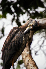 Pájaro de tortuguero, Parque Nacional de Tortuguero, Costa Rica