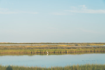 Coastal wetlands and marsh of Cape Hatteras National Seashore - Outer Banks North Carolina