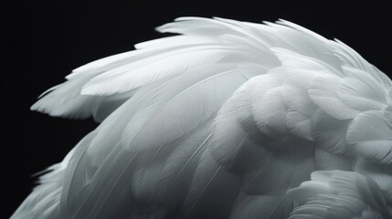 Obraz premium Elegant white feathers against a deep black backdrop, highlighting their soft texture and graceful movement
