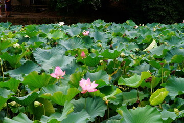 Nelumbo is a genus of aquatic plants with large, showy flowers
