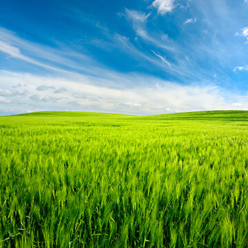 Agricultural Landscape with rolling hills, green field of barley under blue sky with beautiful clouds