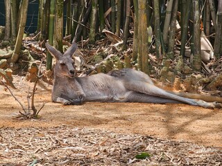 Kangaroo laying down