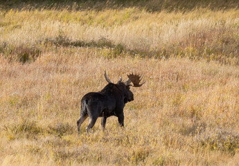 Bull Moose in the Rut in Wyoming in Autumn