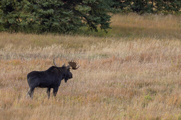 Bull Moose in the Rut in Wyoming in Autumn