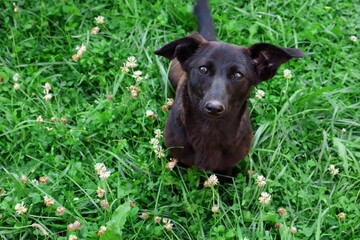 black dog on grass