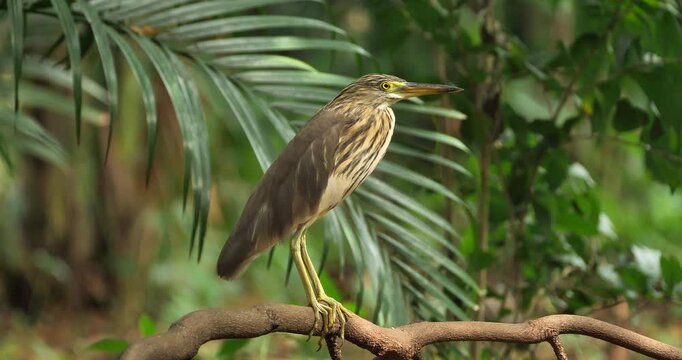 Pond heron standing on tiny branch in a park,Bangkok ,Thailand