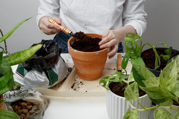 Woman gardeners transplanting plant in pot. Concept of home garden. Taking care of home plants