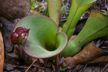 View into the pitcher of Heliamphora uncinata with hooked lid, on Amuri Tepui, Venezuela