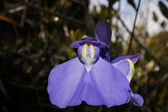 Flower of Humboldts bladderwort (Utricularia humboldtii), Amuri Tepui, Venezuela