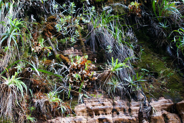 Vertical sandstone rock wall with the carnivorous Chimantá-Aprada Marsh Pitcher plant (Heliamphora exappendiculata) on Amuri Tepui, Venezuela