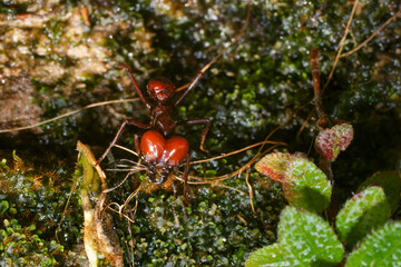 Leafcutter ant (Atta laevigata), worker with smooth and shiny head, Venezuela