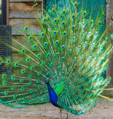 side view of Indian peafowl unfolding its feathers